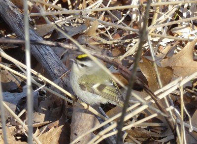 Golden crowned kinglet  Strickers Pond, Middleton, WI -2017-03-28