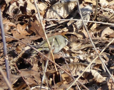 Golden crowned kinglet  Strickers Pond, Middleton, WI -2017-03-28