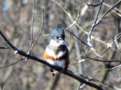belted kingfisher FEMALE rusty stripe - Babcock Park McFarland, WI  2013-12-01