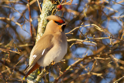 Waxwing - sidensvans