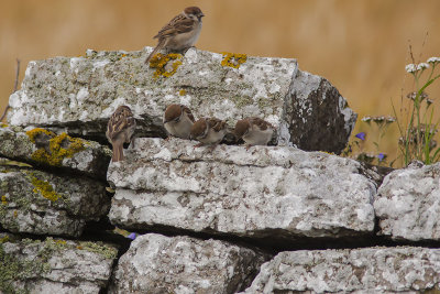 Sparrows - Sparvar