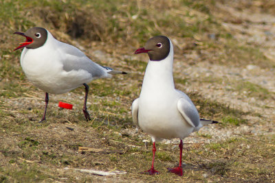 Black-Headed Gull - skrattmås