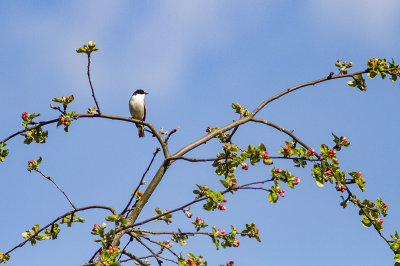 Pied Flycatcher - svartvit flugsnappare