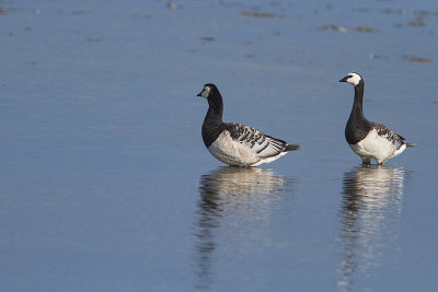 Barnacle Goose - vitkindad gås