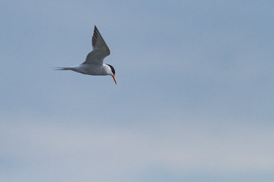 Arctic Tern - silvertärna