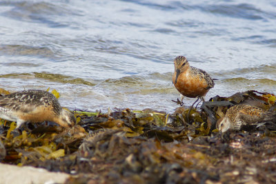 Grey Plover - kustpipare