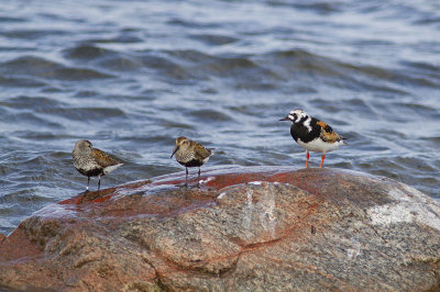 Stint and Ruddy Turnstone - kärrsnäppor och roskarl