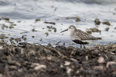 Stint - kärrsnäppa