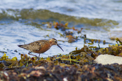 Curlew Sandpiper - kustsnäppa