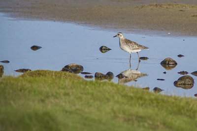 Grey Plover - kustpipare