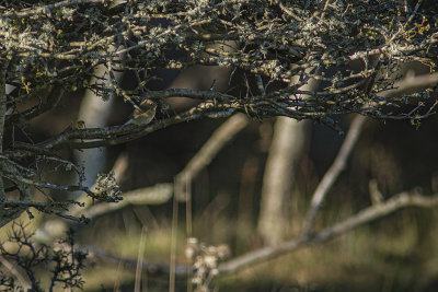 Red-Flanked Bluetail - tajgablåstjärt