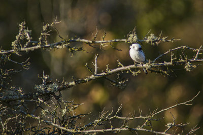Long-tailed tit - stjärtmes