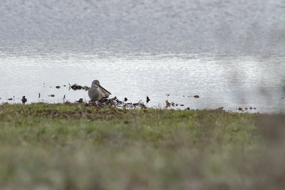 Long-Billed Dowitcher - Större beckasinsnäppa