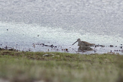 Long-Billed Dowitcher - Större beckasinsnäppa
