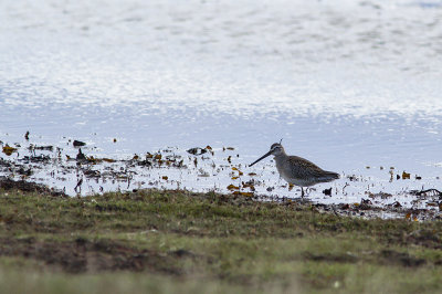 Long-Billed Dowitcher - Större beckasinsnäppa