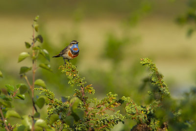 Bluethroat - blåhake