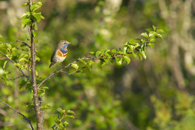 Bluethroat - blåhake