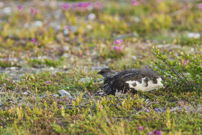 Willow Ptarmigan - dalripa