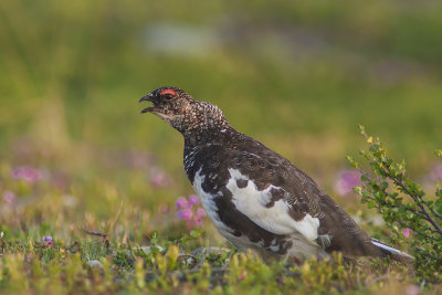 Willow Ptarmigan - dalripa