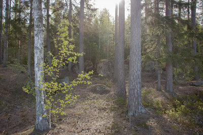 Morninglight - Morgonljus