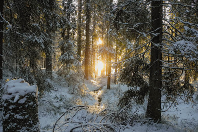Sunrays in the wood - solstrålar i skogen