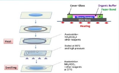 ffpe tissue section
