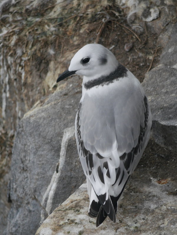 Seabird on the Farne Islands