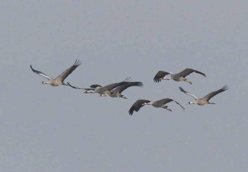 Cranes in midmorning flight