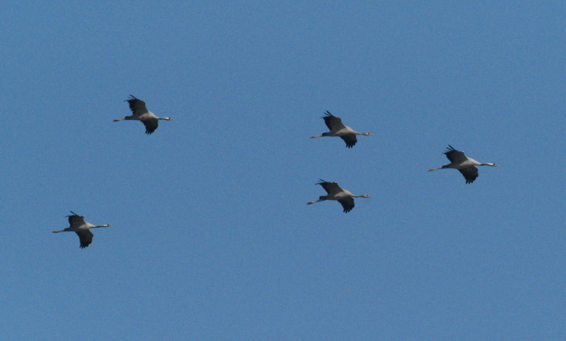Cranes follow the lead