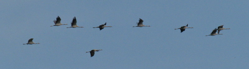 Cranes returning to rest for the night