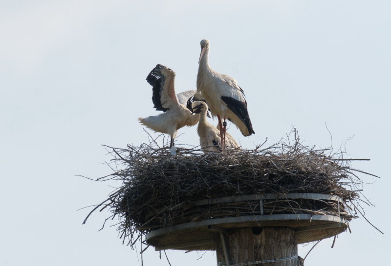 Some flight feathers still missing