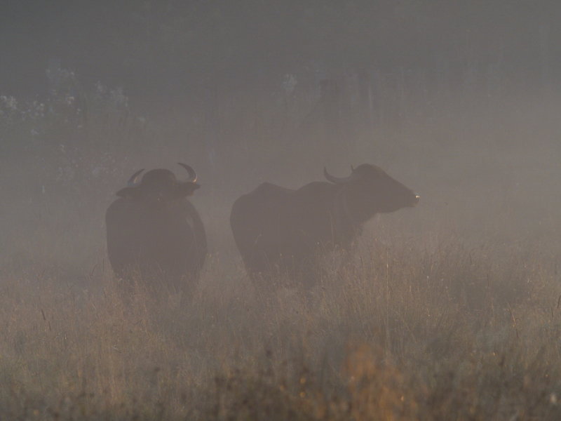 Water buffalo intrigued by their early morning visitor