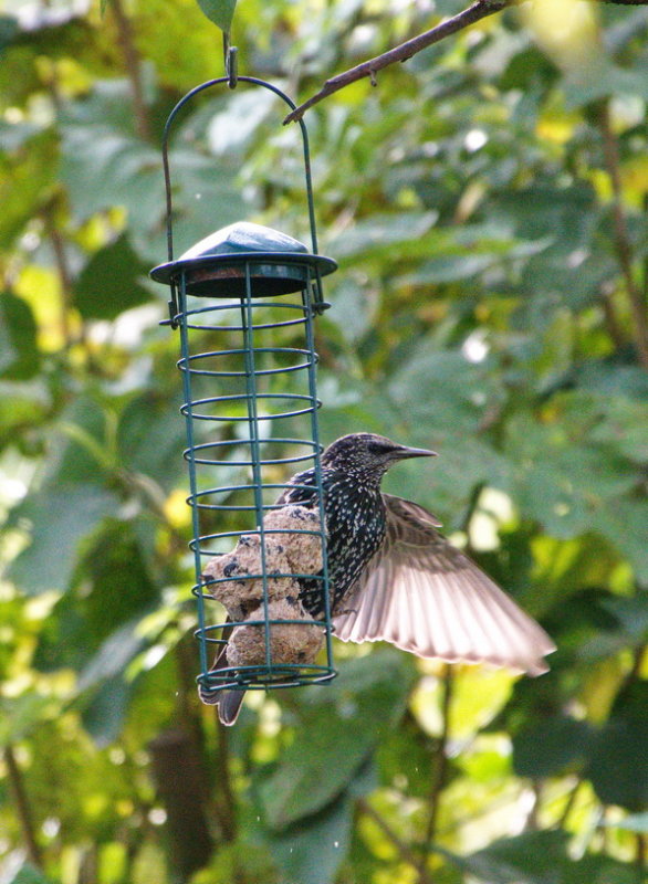 Starling coming for food