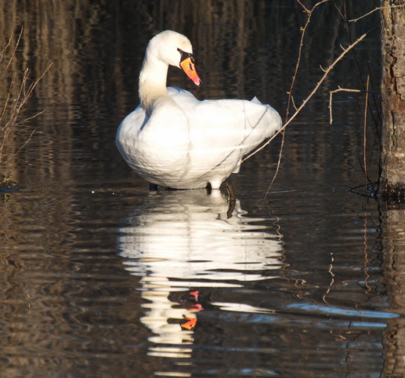 Swan contemplating a swim