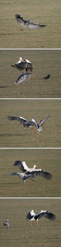 Heron challenging stork