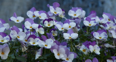 Pansies