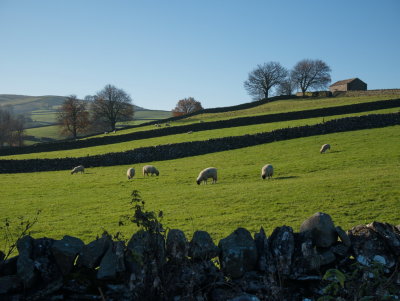 Sheep and green grassland Hawes Yorkshire Dales