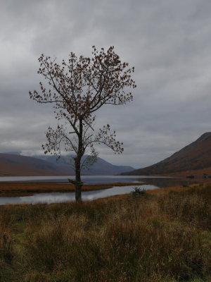 Lone tree Loch Etive