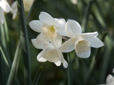 White daffodils