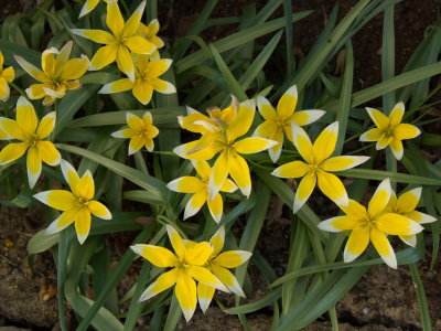 Yellow mini tulips