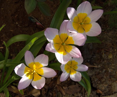 Pink and yellow mini tulips