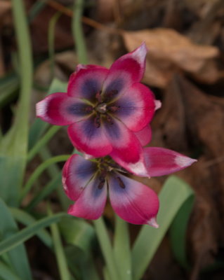 Blue and red tulips past their best