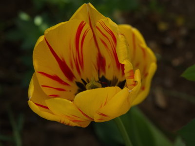 Tulip like fireworks