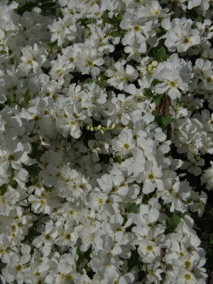 Bridal veil shrub