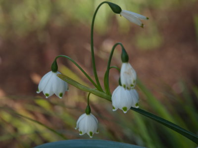 Spring snowflake