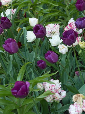 Tulips purple and white
