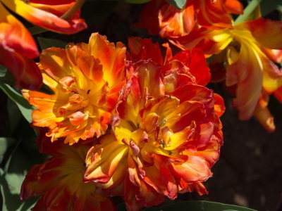 Fiery orange red tulips