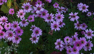 Flowers after the rain at Belsay Hall