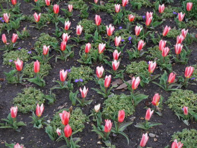Tulips at Kew Gardens