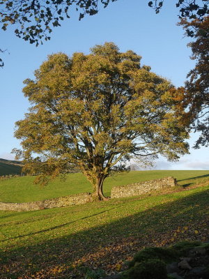 Yorkshire Dales fields and trees